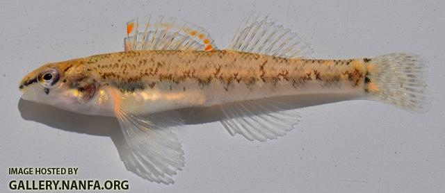 Etheostoma coosae 2 by BZ