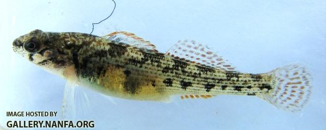 Etheostoma derivativum female1 by BZ