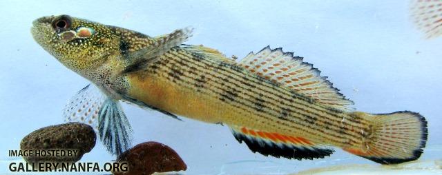 Etheostoma derivativum male1 by BZ