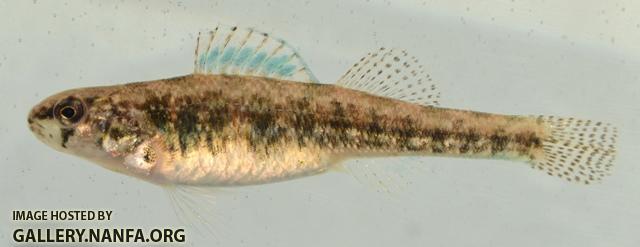 Etheostoma exile female1 by BZ