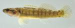 Etheostoma flabellare male1 by BZ