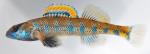 Etheostoma jessiae male1 by BZ