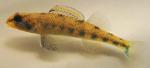 Etheostoma jimmycarter male1 by BZ