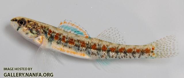 Etheostoma exile male4 by JZ