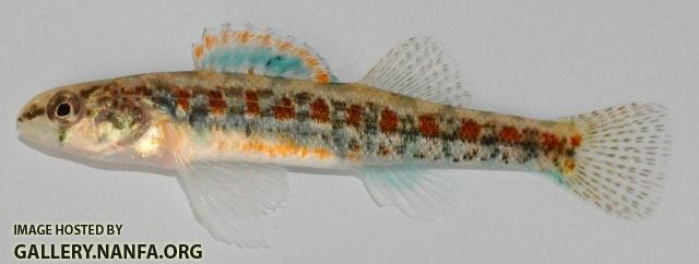 Etheostoma exile male5 by JZ