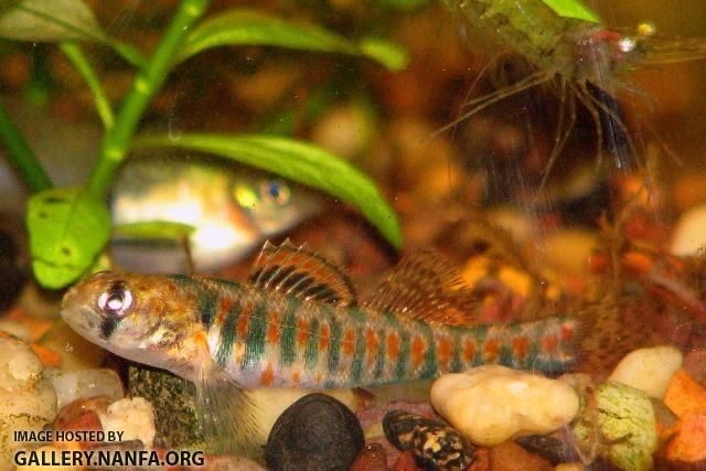 Etheostoma exile male8 by JZ