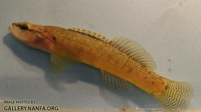 Etheostoma flabellare male4 by BZ