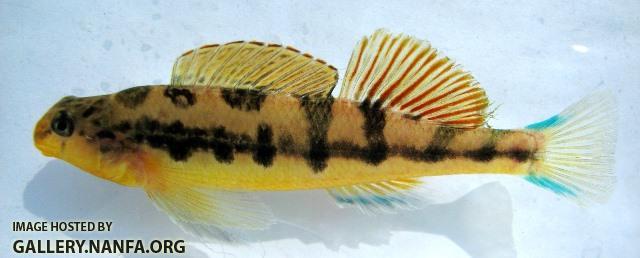 Etheostoma flavum male1 by BZ