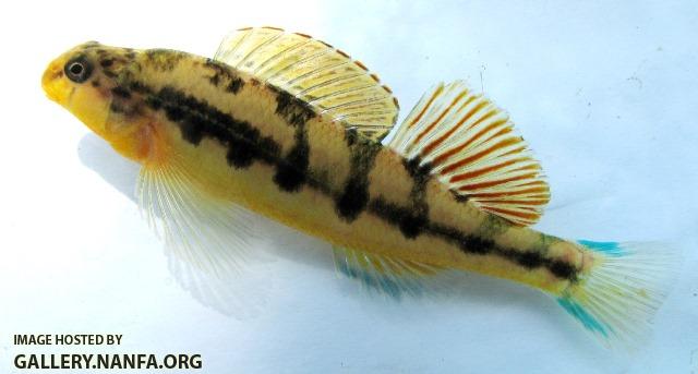 Etheostoma flavum male2 by BZ