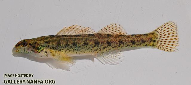 Etheostoma fusiforme 1 by BZ