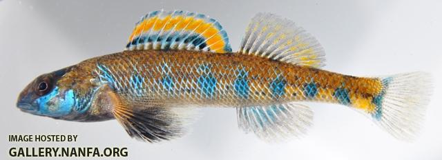 Etheostoma jessiae male1 by BZ