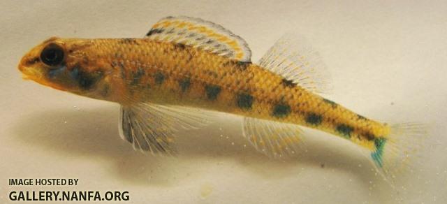 Etheostoma jimmycarter male1 by BZ