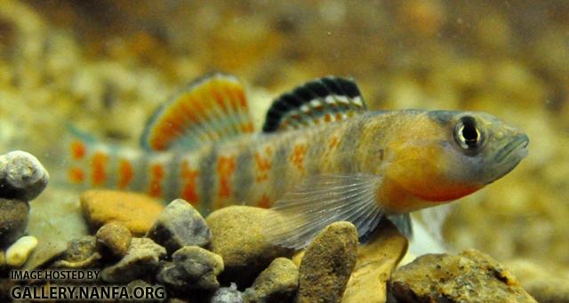 Etheostoma lawrencei male1 by BZ