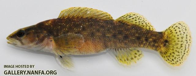 Etheostoma maculatum female1 by BZ