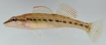 Etheostoma maydeni female1 by BZ