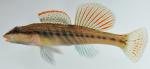 Etheostoma maydeni male1 by BZ