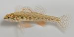 Etheostoma microperca male1 by JZ