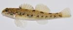 Etheostoma nigrum 1 by BZ