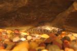 Etheostoma nigrum female1 by BZ