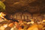 Etheostoma nigrum male1 by BZ