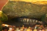 Etheostoma nigrum male2 by BZ