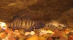 Etheostoma nigrum pair3 by BZ