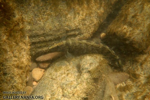 Etheostoma maculatum female5 by BZ