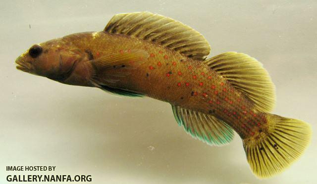 Etheostoma maculatum male3 by BZ