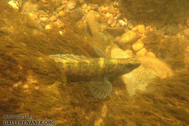 Etheostoma maculatum male5 by BZ