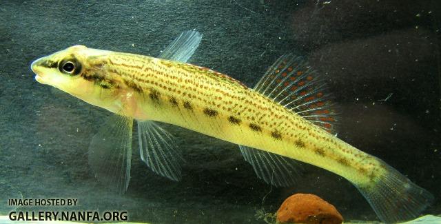 Etheostoma maydeni juvenile1 by BZ