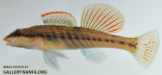 Etheostoma maydeni male1 by BZ