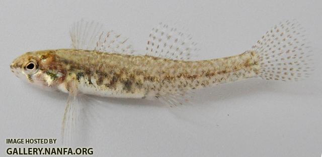 Etheostoma microperca female1 by JZ