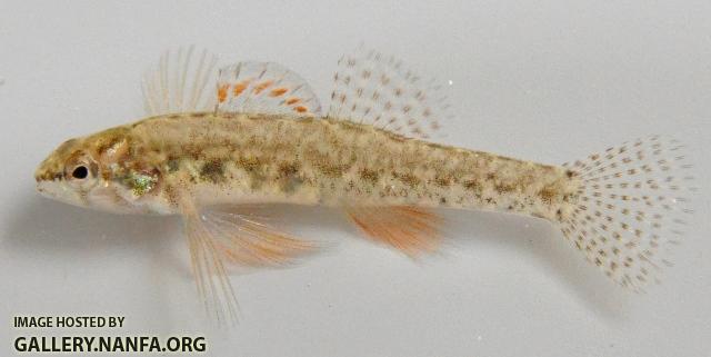 Etheostoma microperca male1 by JZ