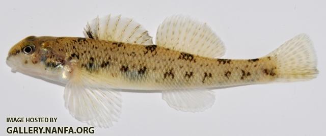 Etheostoma nigrum 1 by BZ