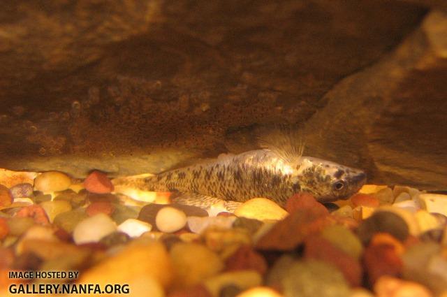 Etheostoma nigrum female1 by BZ