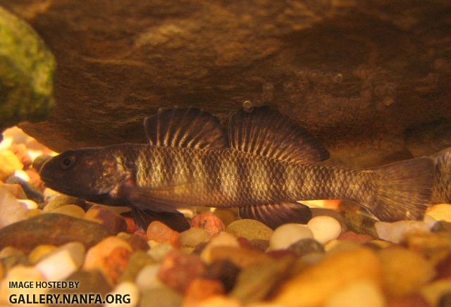 Etheostoma nigrum male1 by BZ