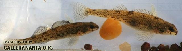 Etheostoma nigrum pair1 by JZ