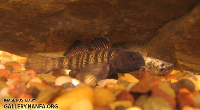 Etheostoma nigrum pair2 by BZ