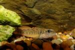 Etheostoma obeyense male2 by JZ