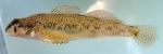 Etheostoma olmstedi female1 by AK