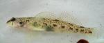 Etheostoma olmstedi female2 by JZ