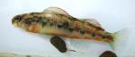 Etheostoma orientale male2 by BZ