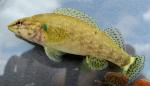 Etheostoma rufilineatum female1 by BZ