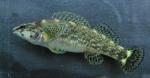 Etheostoma rufilineatum female2 by BZ