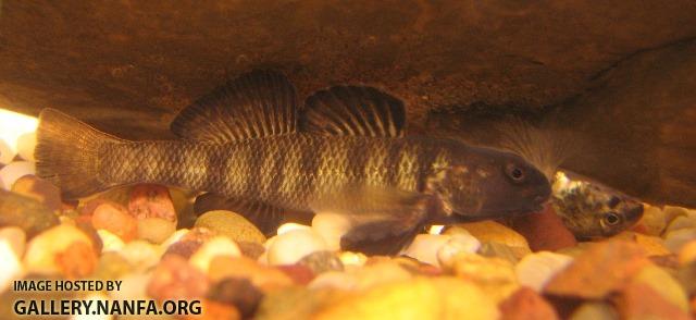 Etheostoma nigrum pair4 by BZ