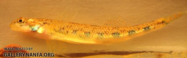 Etheostoma obama 1 by BZ