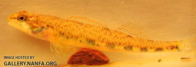 Etheostoma obama 2 by BZ