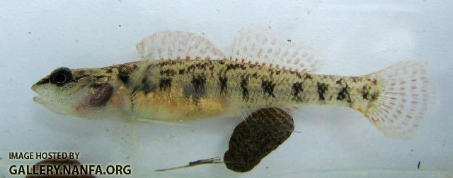 Etheostoma obeyense female1 by BZ