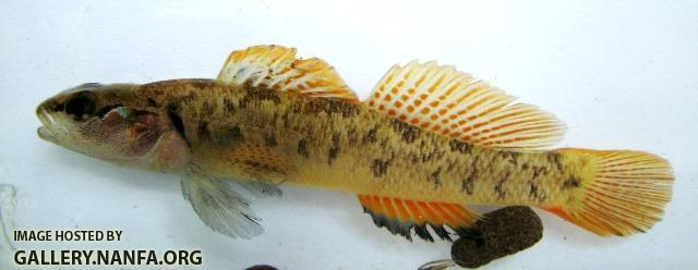 Etheostoma obeyense male1 by BZ