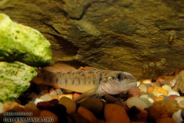 Etheostoma obeyense male2 by JZ